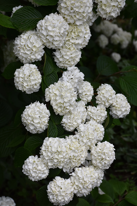 Japanese Snowball Viburnum (Viburnum plicatum) in Columbus Dublin