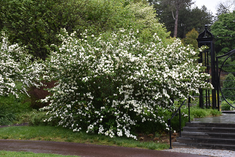 Japanese Snowball Viburnum (Viburnum plicatum) in Columbus Dublin