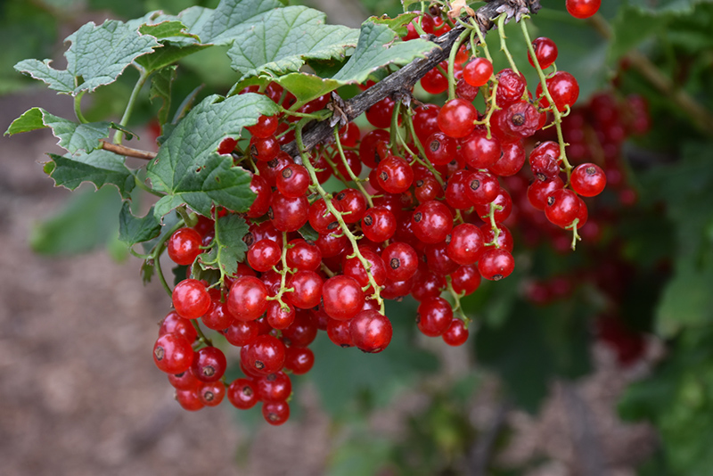 Red Currant (Ribes rubrum) at Oakland Nurseries Inc