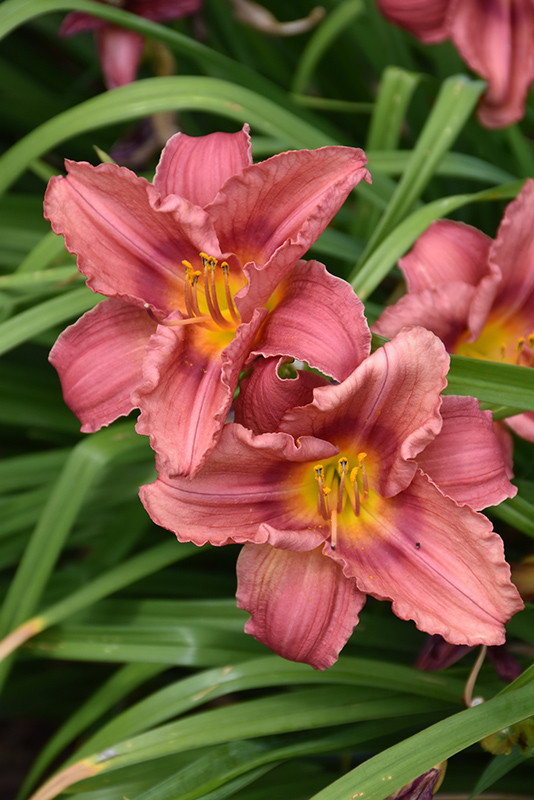 Happy Ever Appster Rosy Returns Daylily (Hemerocallis 'Rosy Returns') at Oakland Nurseries Inc