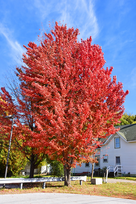 Celebration Maple (Acer x freemanii 'Celebration') in Columbus Dublin