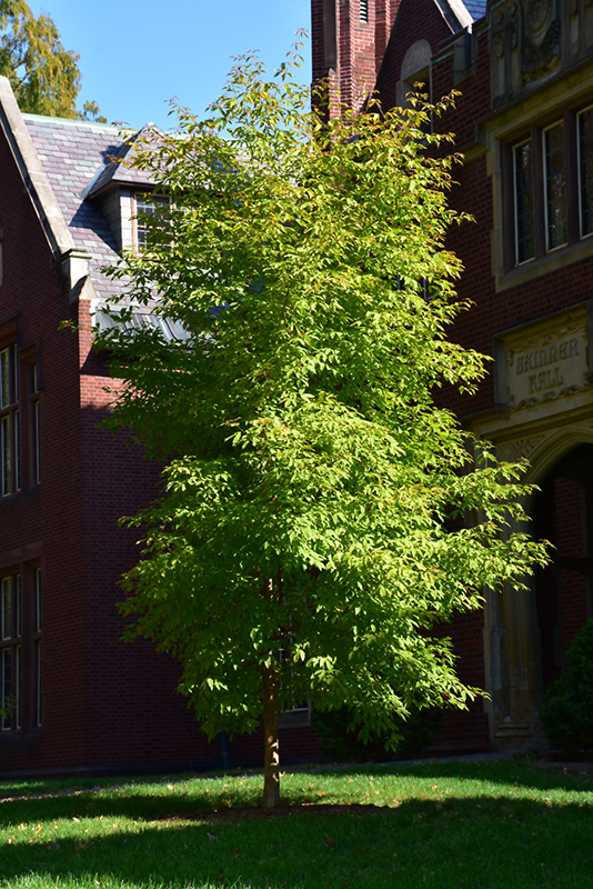 Three Flowered Maple (Acer triflorum) at Oakland Nurseries Inc