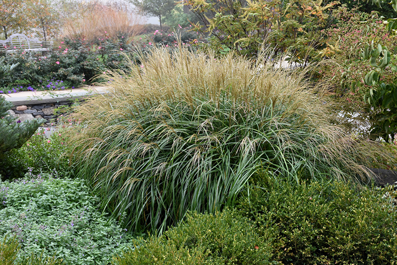 Adagio Maiden Grass (Miscanthus sinensis 'Adagio') at Oakland Nurseries Inc