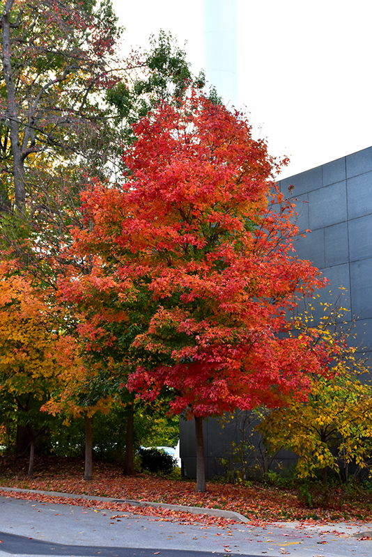 Fall Fiesta Sugar Maple (Acer saccharum 'Bailsta') in Columbus Dublin