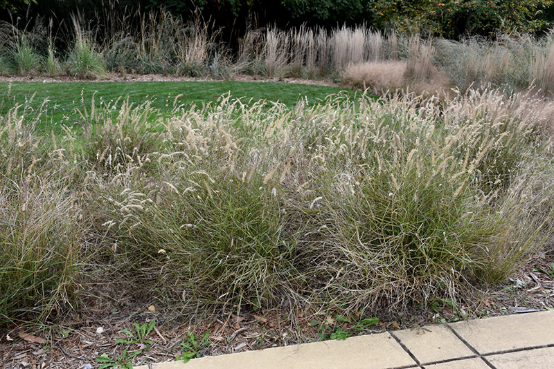Karley Rose Oriental Fountain Grass (Pennisetum orientale 'Karley Rose') at Oakland Nurseries Inc