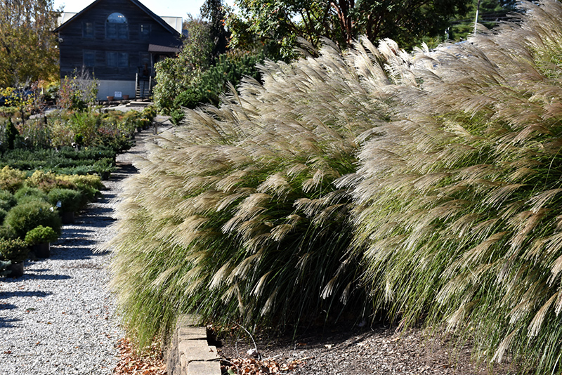 Gracillimus Maiden Grass (Miscanthus sinensis 'Gracillimus') at Oakland Nurseries Inc