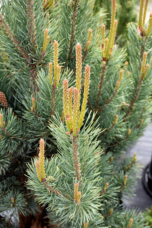 Dwarf Blue Scotch Pine (Pinus sylvestris 'Glauca Nana') at Oakland Nurseries Inc