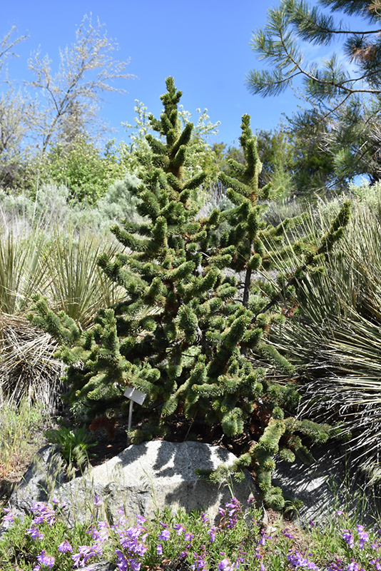 Bristlecone Pine (Pinus aristata) at Oakland Nurseries Inc