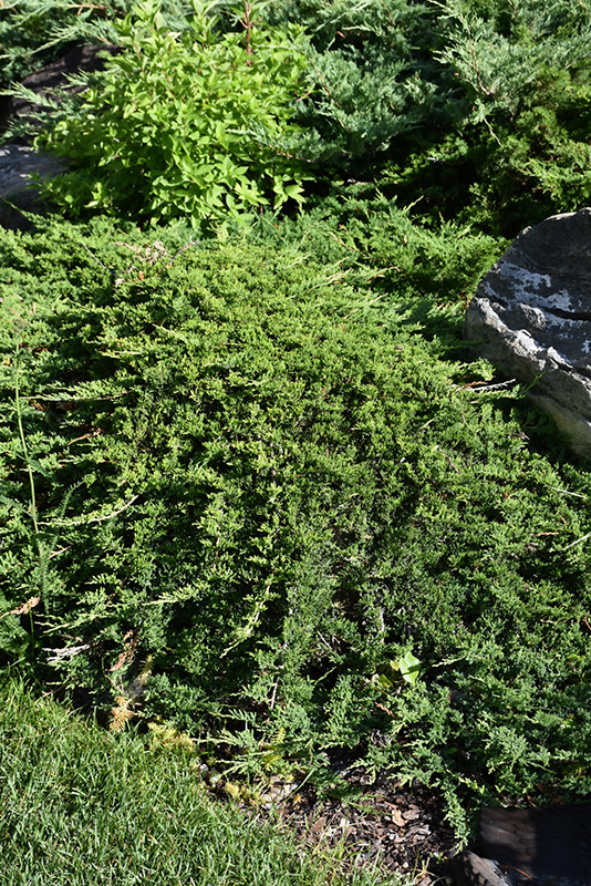 Tam Juniper (Juniperus sabina 'Tamariscifolia') at Oakland Nurseries Inc