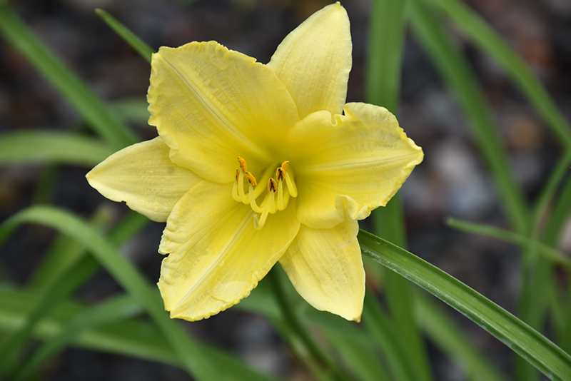 Happy Ever Appster Big Time Happy Daylily (Hemerocallis 'Big Time Happy') at Oakland Nurseries Inc