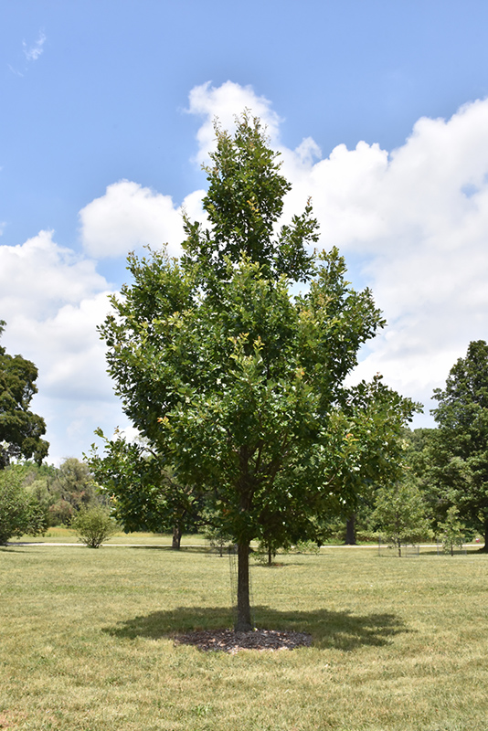 Heritage English Oak (Quercus x macdanielii 'Clemons') at Oakland Nurseries Inc