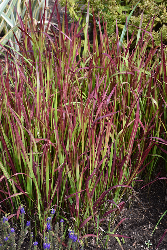 Red Baron Japanese Blood Grass (Imperata cylindrica 'Red Baron') at Oakland Nurseries Inc