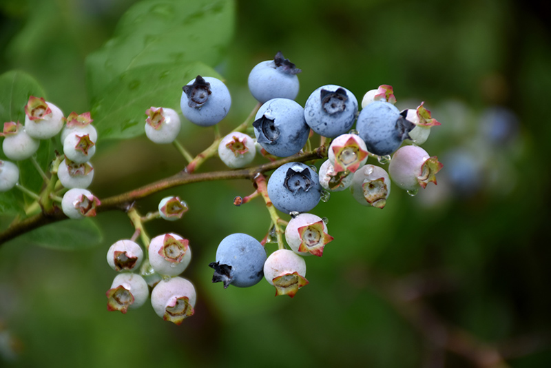 Highbush Blueberry (Vaccinium corymbosum) at Oakland Nurseries Inc