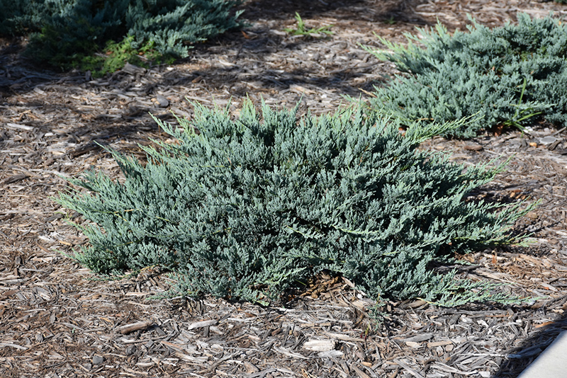 Blue Chip Juniper (Juniperus horizontalis 'Blue Chip') at Oakland Nurseries Inc