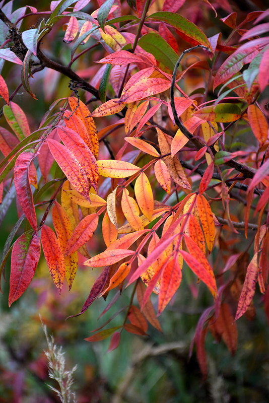 Prairie Flame Shining Sumac (Rhus copallina 'Morton') in Columbus