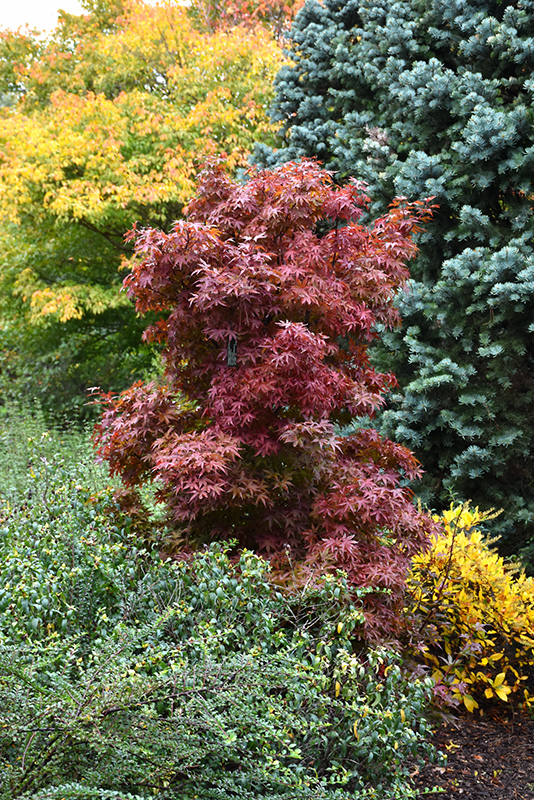 Twombly's Red Sentinel Japanese Maple (Acer palmatum 'Twombly's Red Sentinel') at Oakland Nurseries Inc