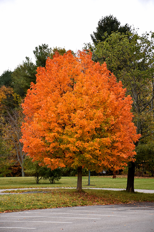 Majesty Sugar Maple (Acer saccharum 'Flax Mill Majesty') in Columbus