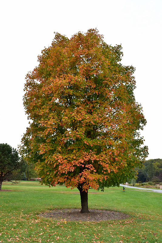 Sugar Maple (Acer saccharum) in Columbus Dublin Delaware Grove City
