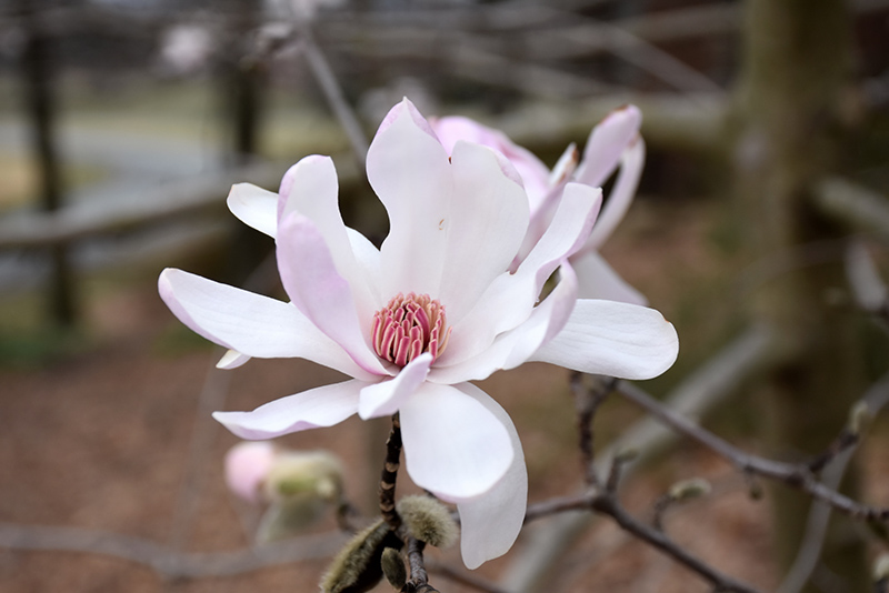 Star Magnolia (Magnolia stellata) at Oakland Nurseries Inc