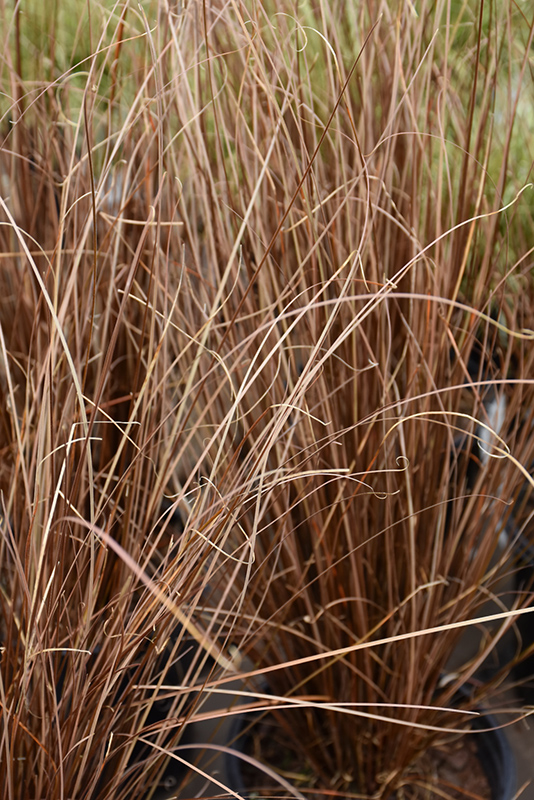 Red Rooster Sedge (Carex buchananii 'Red Rooster') at Oakland Nurseries Inc