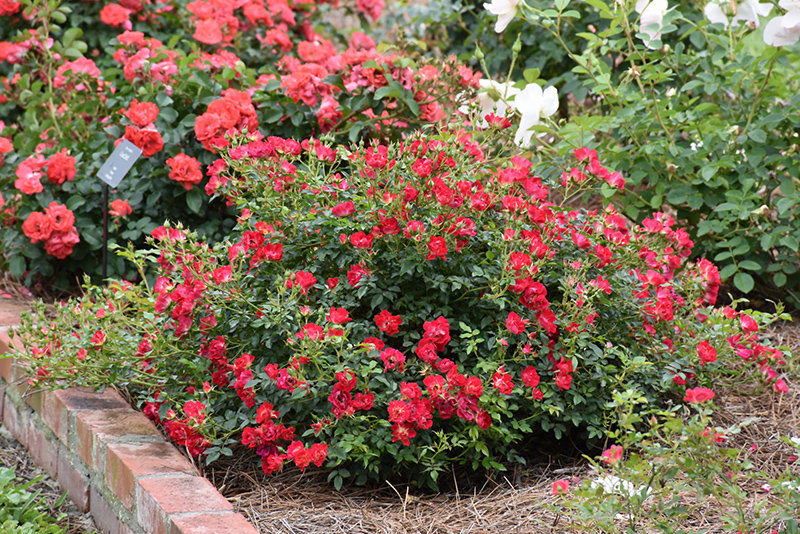 Red Drift Rose (Rosa 'Meigalpio') at Oakland Nurseries Inc
