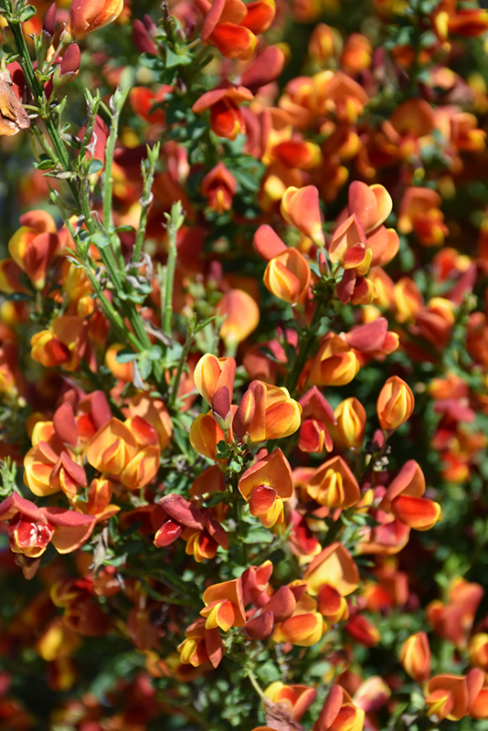 Image of Branch of Cytisus lena in winter