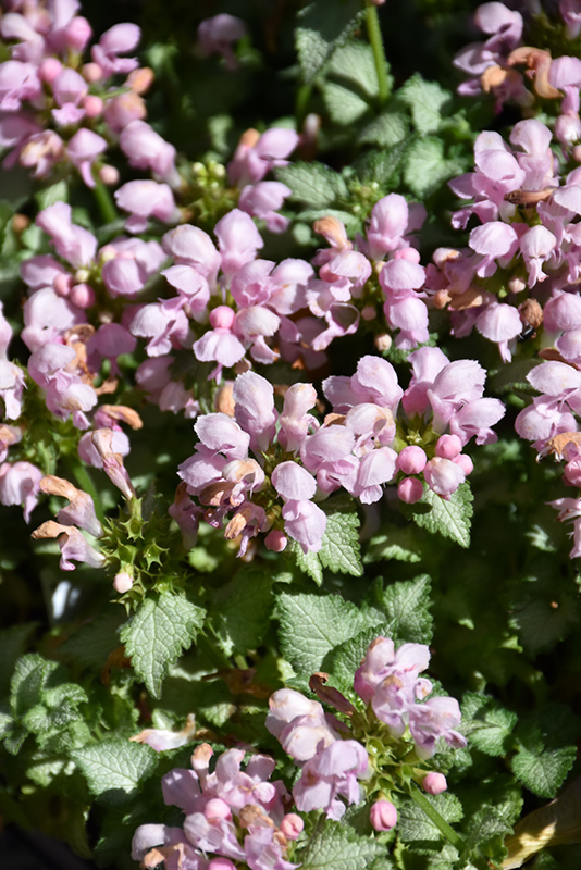 Pink Pewter Spotted Dead Nettle (Lamium maculatum 'Pink Pewter') at Oakland Nurseries Inc