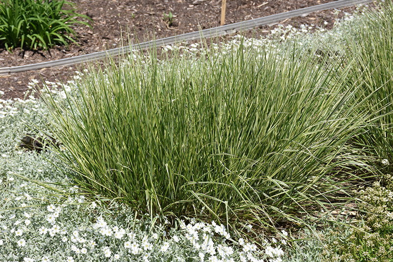 Variegated Reed Grass (Calamagrostis x acutiflora 'Overdam') at Oakland Nurseries Inc