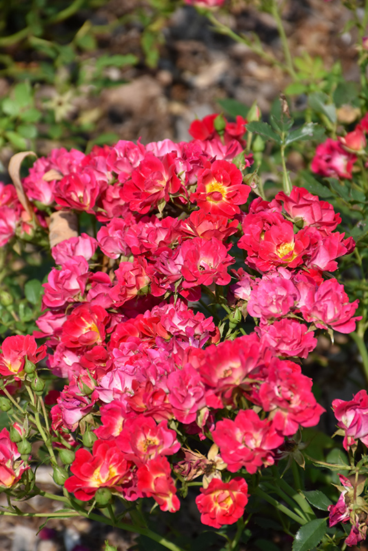 Pink Drift Rose (Rosa 'Meijocos') at Oakland Nurseries Inc