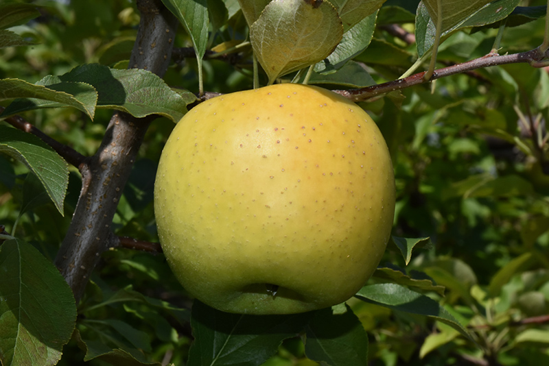 Download Yellow Transparent Apple (Malus 'Yellow Transparent') in ...