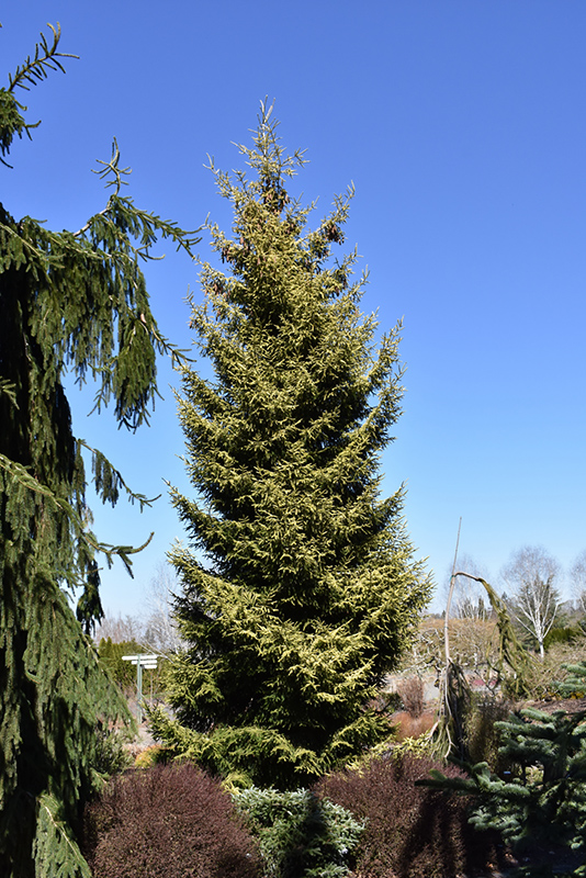 Skylands Golden Spruce (Picea orientalis 'Skylands') in Columbus Dublin ...