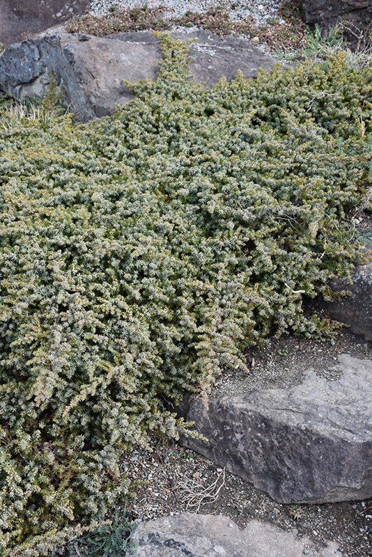 Silver Mist Juniper (Juniperus conferta 'Silver Mist') at Oakland Nurseries Inc