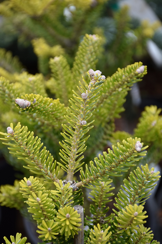 Golden Glow Korean Fir (Abies koreana 'Golden Glow') in Columbus Dublin ...