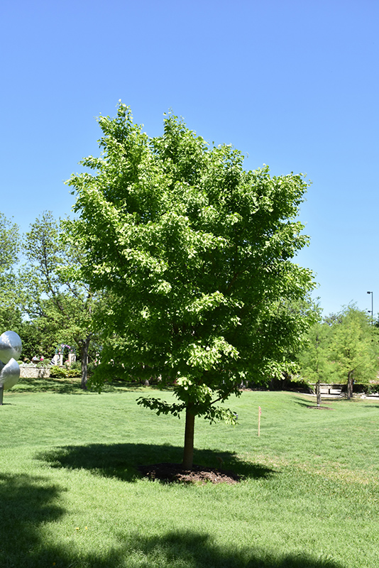 Ginkgo biloba 'Saratoga' Male Ginkgo Tree