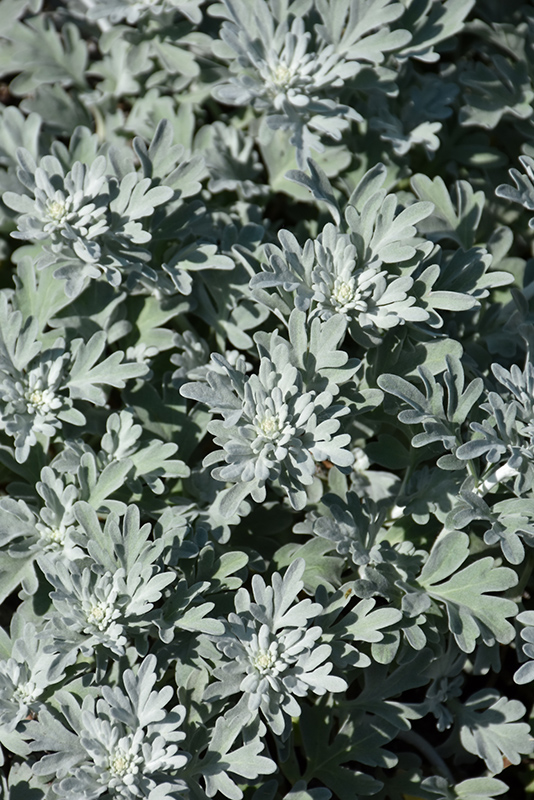 Silver Brocade Artemesia (Artemisia stelleriana 'Silver Brocade') at Oakland Nurseries Inc