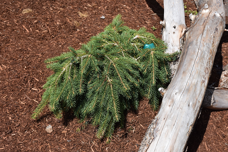 Formanek Norway Spruce (Picea abies 'Formanek') at Oakland Nurseries Inc