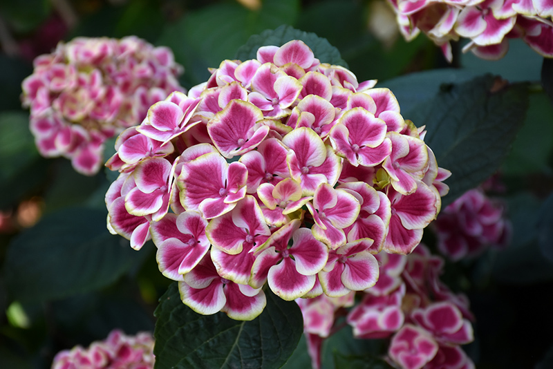 Buttons 'N Bows Hydrangea (Hydrangea macrophylla 'Buttons 'N Bows') at Oakland Nurseries Inc
