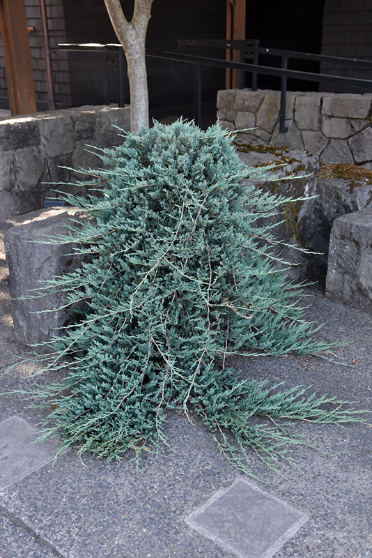 Blue Rug Juniper (Juniperus horizontalis 'Wiltonii') at Oakland Nurseries Inc