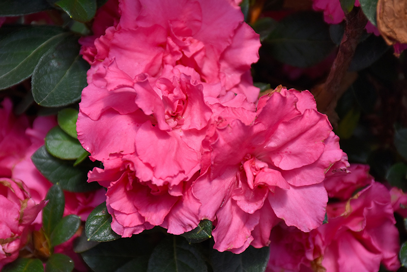 Bloom-A-Thon Pink Double Azalea (Rhododendron 'RLH1-2P8') at Oakland Nurseries Inc
