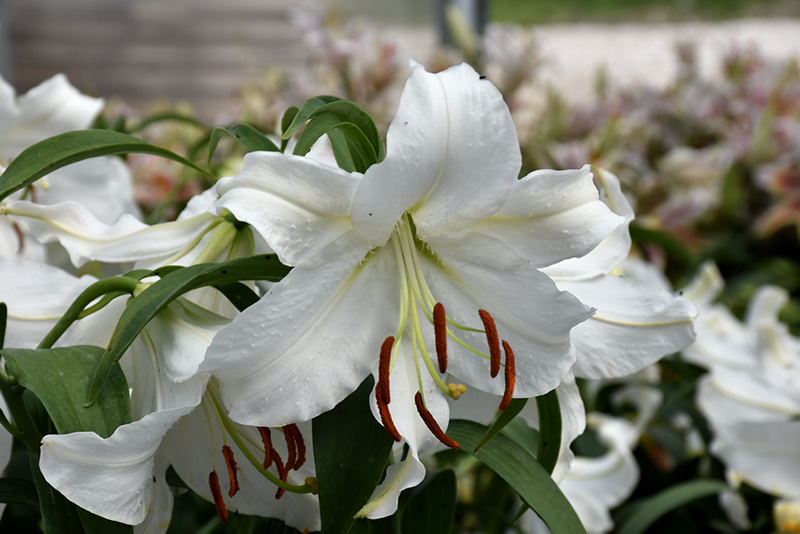Casa Blanca Lily (Lilium 'Casa Blanca') at Oakland Nurseries Inc