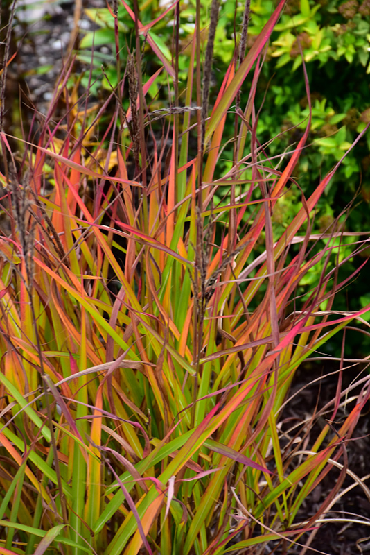 Flame Grass (Miscanthus sinensis 'Purpurascens') at Oakland Nurseries Inc
