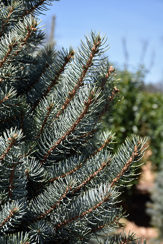 Bacheri Blue Spruce (Picea pungens 'Bacheri') at Oakland Nurseries Inc