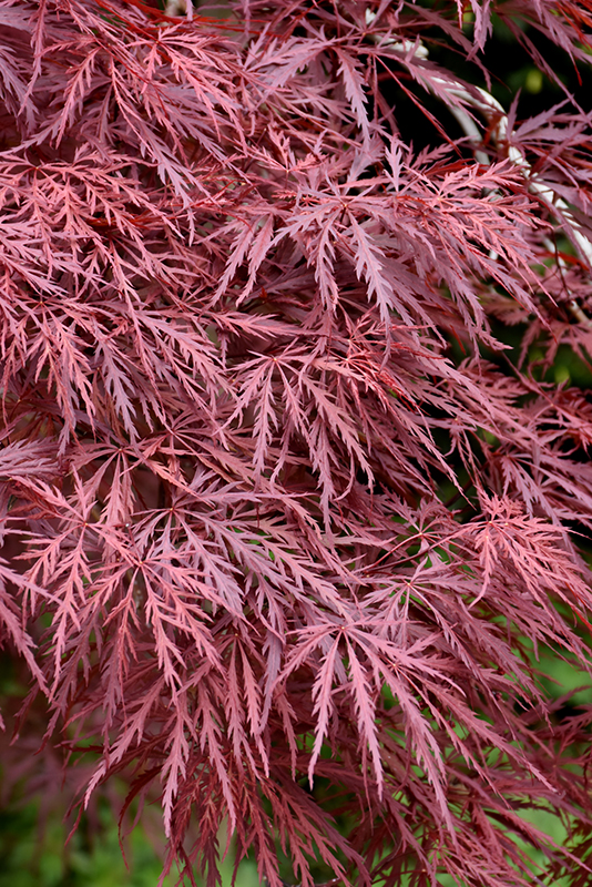 Red Dragon Japanese Maple (Acer palmatum 'Red Dragon') at Oakland Nurseries Inc