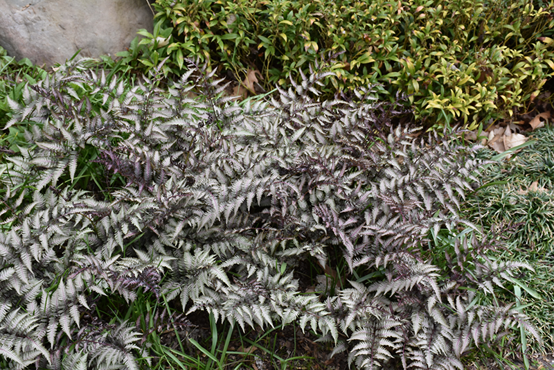Pewter Lace Painted Fern (Athyrium nipponicum 'Pewter Lace') at Oakland Nurseries Inc