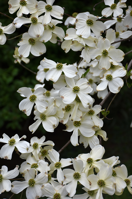 Appalachian Spring Flowering Dogwood (Cornus florida 'Appalachian Spring') at Oakland Nurseries Inc
