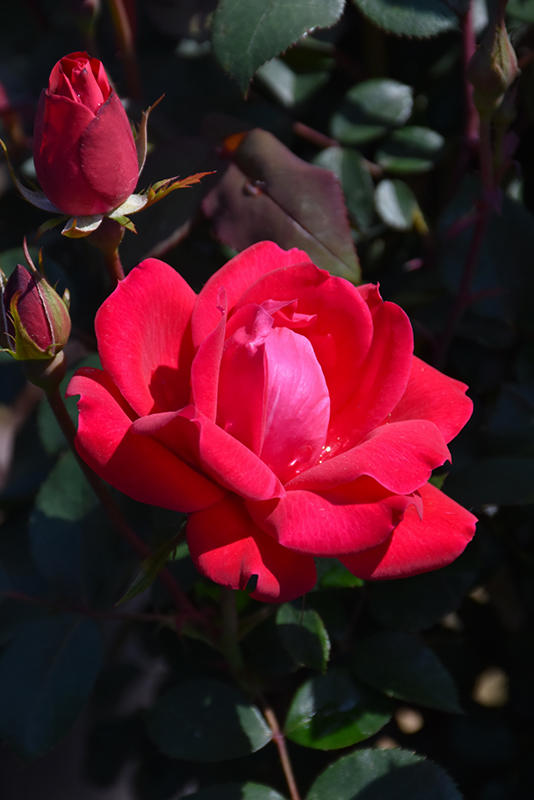 Double Knock Out Rose (Rosa 'Radtko') at Oakland Nurseries Inc