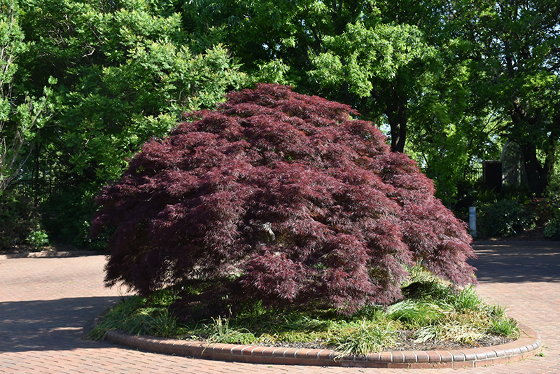 Purple-Leaf Threadleaf Japanese Maple (Acer palmatum 'Dissectum Atropurpureum') at Oakland Nurseries Inc
