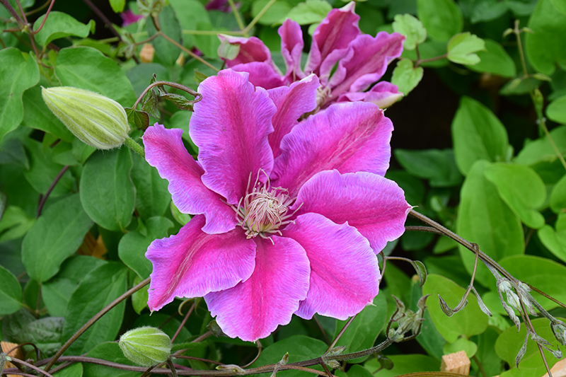 Dr. Ruppel Clematis (Clematis 'Dr. Ruppel') at Oakland Nurseries Inc