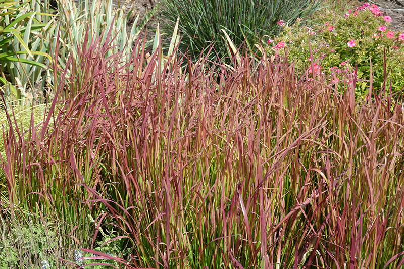 Red Baron Japanese Blood Grass (Imperata cylindrica 'Red Baron') at Oakland Nurseries Inc