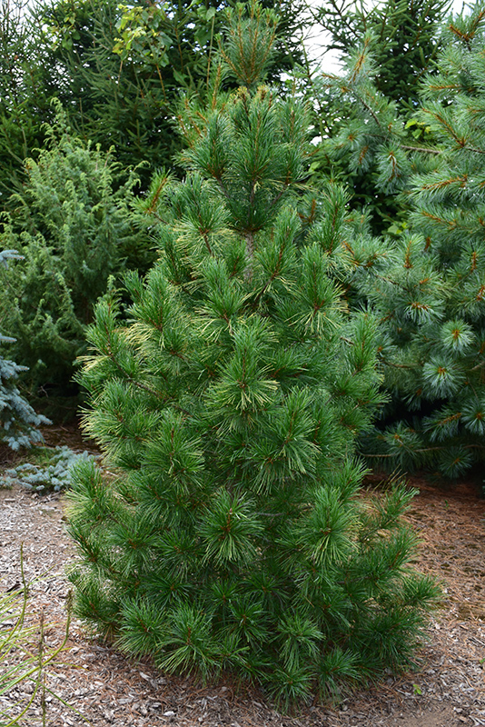 Columnar White Pine (Pinus strobus 'Fastigiata') at Oakland Nurseries Inc